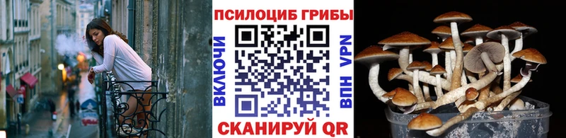 Псилоцибиновые грибы Cubensis  закладки  блэк спрут маркетплейс  Макаров 